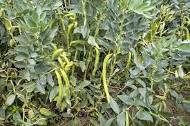 Fava To Play Key Role In The Protein Transition As Global Ingredient  gambar png