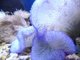 carpet anemone picture and hd photos