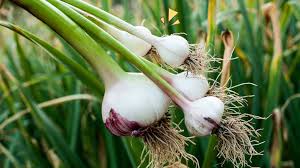 Cara menanam bawang putih | bawang putih merupakan salah satu komoditas menarik di indonesia. 14 Cara Menanam Bawang Putih Lengkap Dengan Gambar Dan Deskripsi