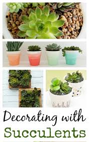 13 ideas for decorating with succulents