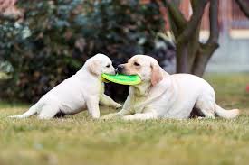 10 best chew toys for puppies 2022