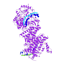 Rcsb Pdb 6fws Structure Of Ding In Complex With Ssdna And