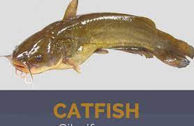catfish facts and health benefits