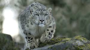 mac os x snow leopard wallpaper hd 60