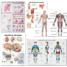 Details About 7 Types Human Anatomy Brain Muscles Poster Anatomical Chart Human Body Medical