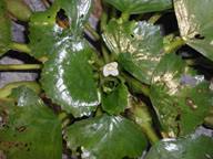 European water chestnut: Trapa natans (Myrtales: Trapaceae ...