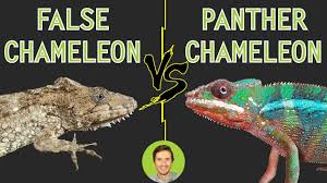 panther chameleon vs bearded anole