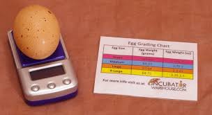 Digital Egg Scale Accurate Humidity Measurement And Egg Sizing