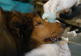 skin biopsy on dogs cats