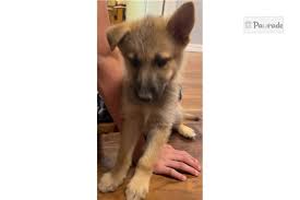 Find the right dog and live happy today. Rose Gerberian Shepsky Puppy E44b81 Pawrade
