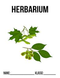 Ein herbarium oder herbar (v. Herbarium Ahorn Deckblatt Zum Ausdrucken Deckblaetter Eu