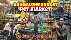 pet s in bangalore pet market