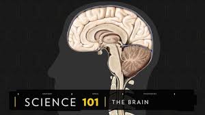 human brain facts and information