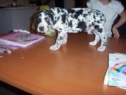 If you are looking to adopt a puppy or buy a dog, but haven't settled on a breed take a look here! Great Dane Puppies For Sale In Fredericksburg Virginia Classified Americanlisted Com