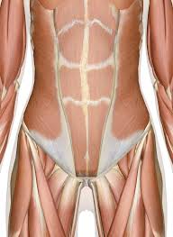They start at the top of the neck and go down to the tailbone. Muscles Of The Abdomen Lower Back And Pelvis