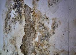 How To Get Rid Of Mold In Basement