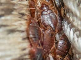 what are bed bug heat treatments
