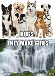 Wet dog memes | quickmeme via Relatably.com