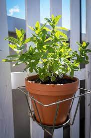 Chocolate Mint Care Growing Mint In