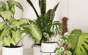 20 best indoor plants to brighten