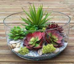 Succulent Plants