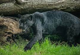 rare black jaguar arrives at zoo as