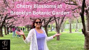 cherry blossoms at brooklyn botanic