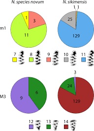 Pie Chart Of Variation Of Molar Occlusal Patterns