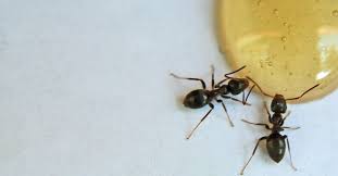 why you have sugar ants this fall new
