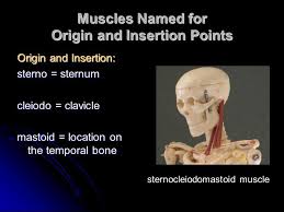 Location of the muscle attachment (association with bone) many muscles are named as a result of their association with a particular bone. Characteristics Used To Name Skeletal Muscles Ppt Video Online Download