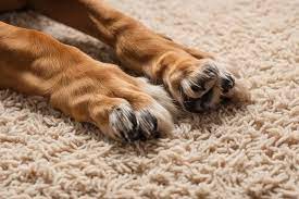 carpet scratching habit