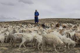 herders and shearers collective
