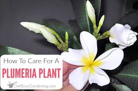 how to grow frangipani hawaiian lei plant