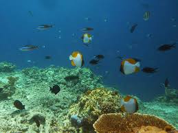 Lalu apakah anda pernah berpikir apa sih manfaat terumbu karang itu? Bom Ikan Ancam Terumbu Karang Berau