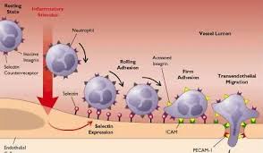 Esistono due tipi di risposte immunitarie denominate risposta immunitaria primaria e risposta immunitaria secondaria. La Difesa Delle Malattie Pietrotumbiolo