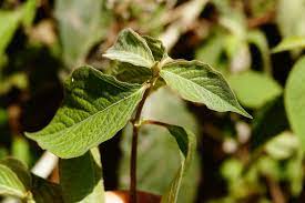 ケイノコヅチ (Achyranthes aspera) 花言葉，毒性，よくある質問 - PictureThis