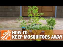 how to get rid of mosquitoes