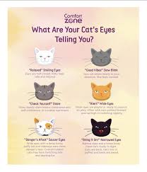 cat eye meaning reading your cat s
