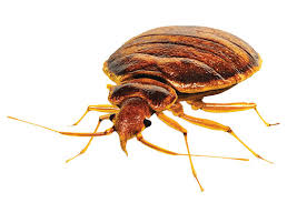 bed bugs perfect parasite for the