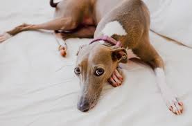 Find the perfect puppy at puppyfind.com. Ultimate Guide To Caring For My Italian Greyhound Trudog