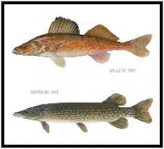 Walleyed Pike And Northern Pike Pattern Chart Graph