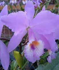 Cattleya (/ˈkætliə/) is a genus of orchids from costa rica south to argentina. Cattleya Labiata Tipo X Cattleya Labiata Cara Branca Rf Orquideas