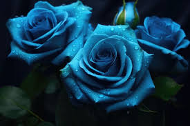 20 free blue roses aesthetic free hd