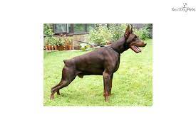 The doberman pinscher is one of the smartest breeds in the world, so any motivated owner, even a novice one, should be able to effectively train this dog breed. Puppies For Sale From High Desert Dobermans Member Since March 2007