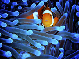 39 magnifiques photos des récifs coralliens en danger dans le monde