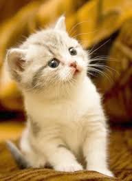 Choose from hundreds of free cat wallpapers. Pin On Cats And Dogs