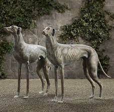 The greyhound is a breed of dog, a sighthound which has been bred for coursing game and greyhound racing.it is also referred to as an english greyhound. Greyhounds Eyes In The Back Of Their Heads