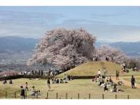 Fuefuki City Togenkyo Spring Festival (2024)