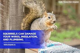 Why Squirrels Are Bad For Your Home