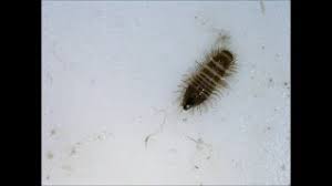carpet beetle larvae you